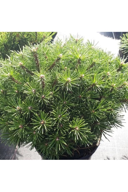 Сосна гірська Бенджамін в горщику